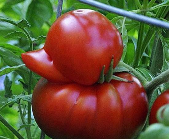 pomidor 22