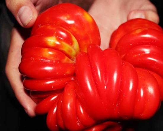 pomidor mutant