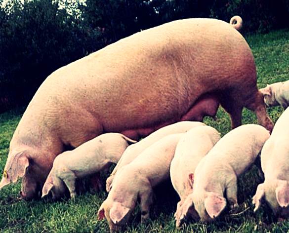 Породы свиней фото - Оптимус