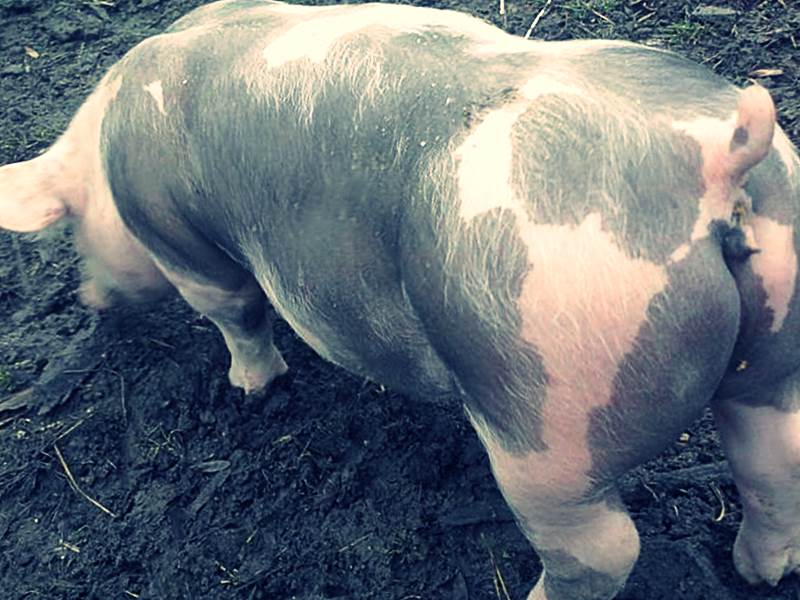 Свиньи породы Петрен фото