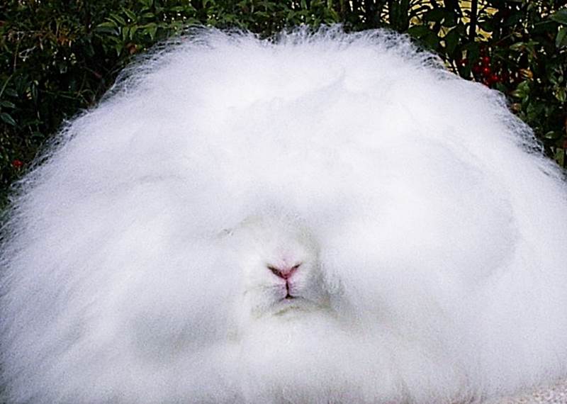 Ангорская порода пуховых кроликов фото