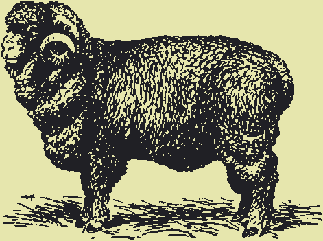 Породы овец фото - Рамбулье
