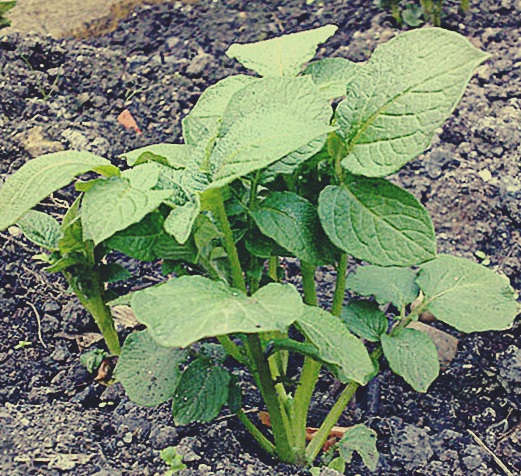 растение картофеля