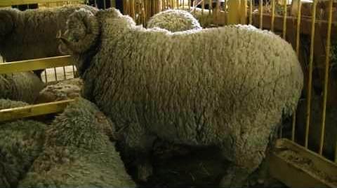 Породы овец -фото - Сальская