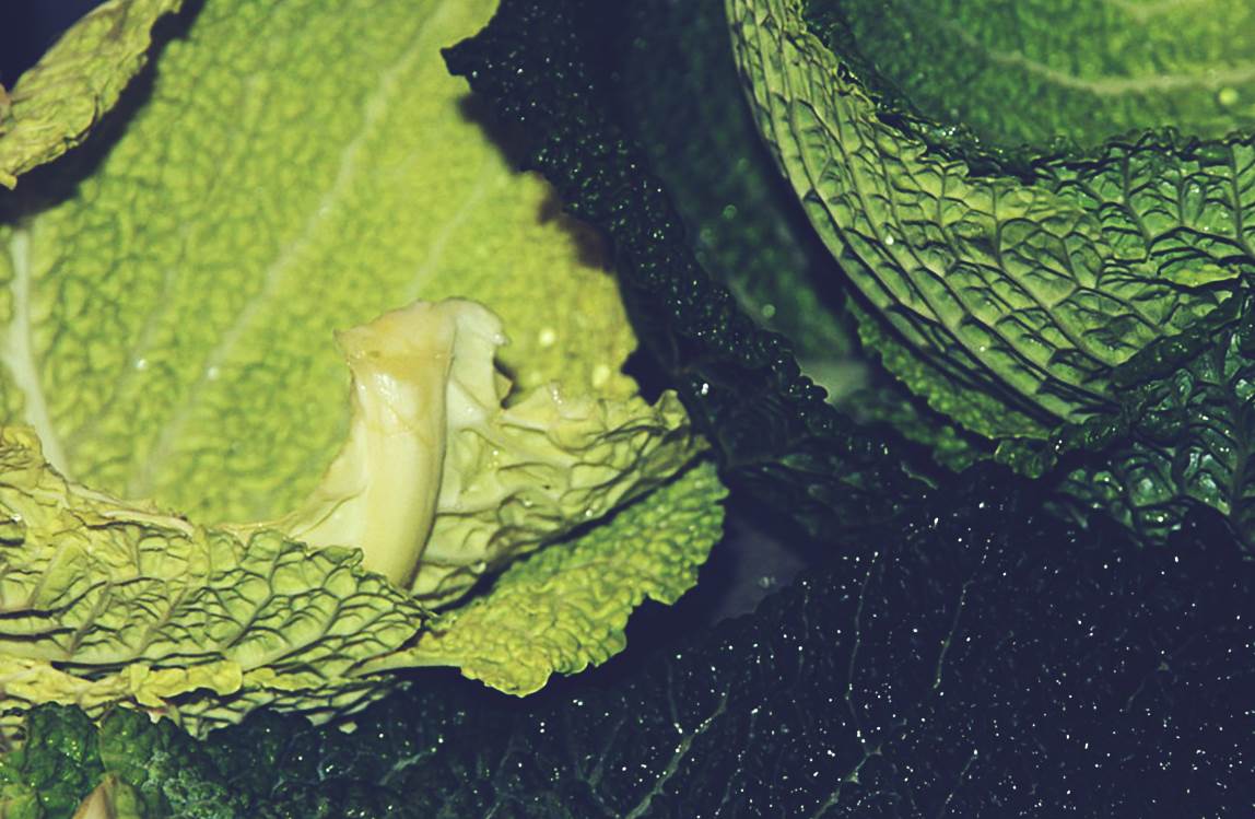 Листья савойской капусты фото