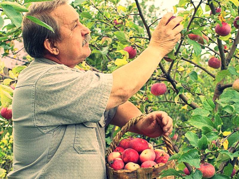 Сбор урожая яблок фото