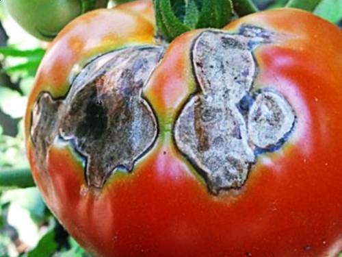 Болезни помидоров фото - серая гниль