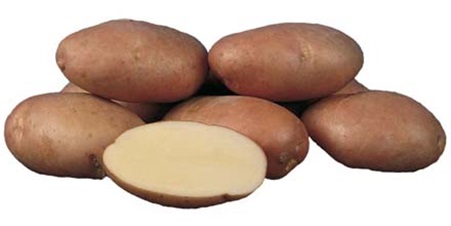 Сорт картофеля Кондор