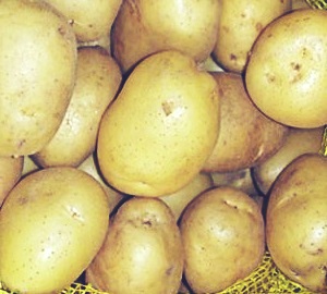 Сорт картофеля Приор