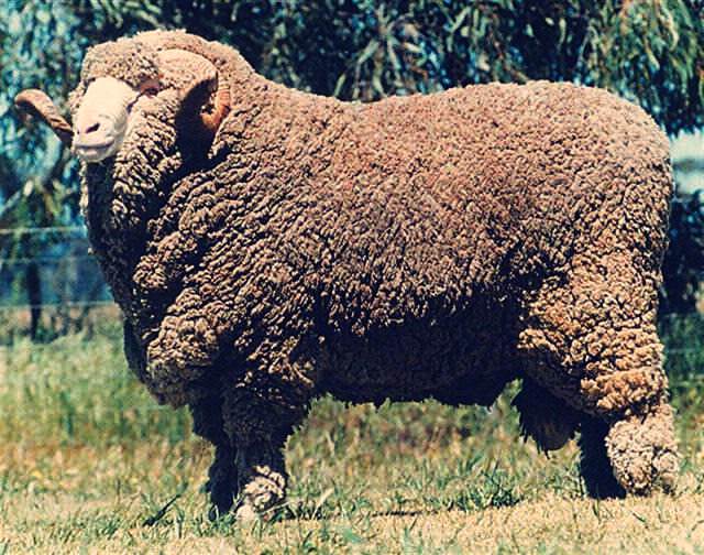 Породы овец - фото - Советский Меринос