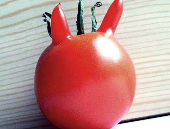 stranniy pomidor