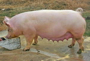 Свиноматка породы Йоркшир