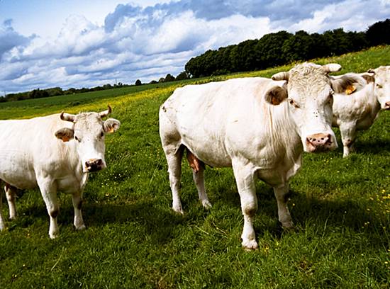 Телята бельгийской голубой породы коров