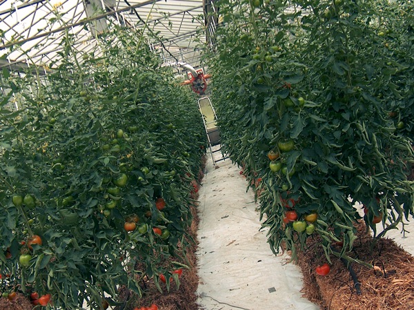 Выращивание томатов методом гидропоники