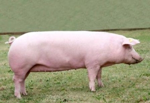 Свиноматка породы Ландрас