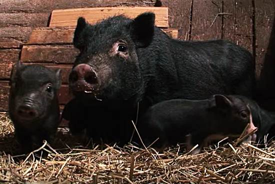 Въетнамская вислобрюхая свинья с поросятами