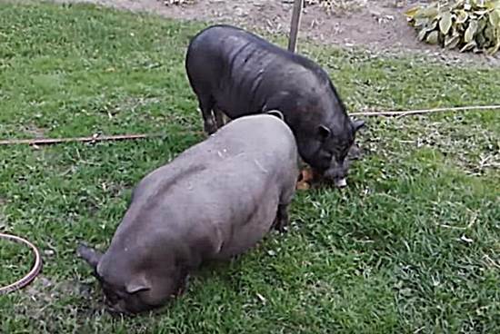 Въетнамские свиньи фото