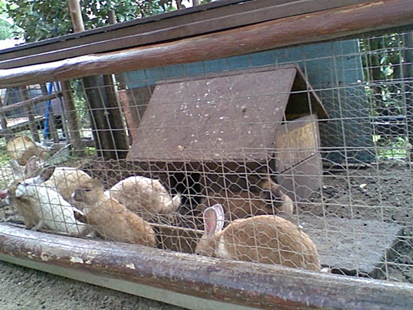 Выращивание кроликов в вольере