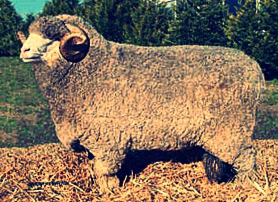 Породы овец фото - Забайкальская тонкорунная