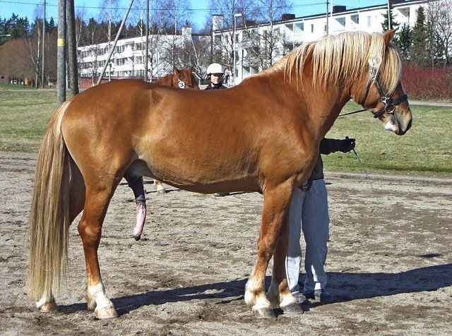 Финская лошадь