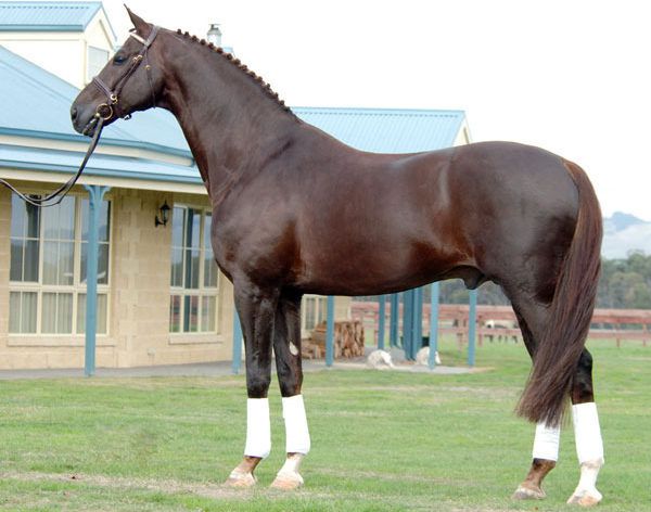 Ольденбургская лошадь