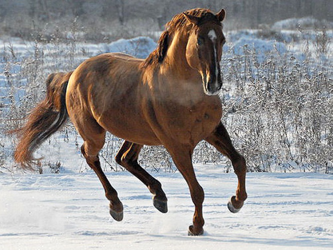 Кустанайская лошадь