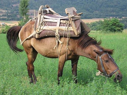 Албанская лошадь