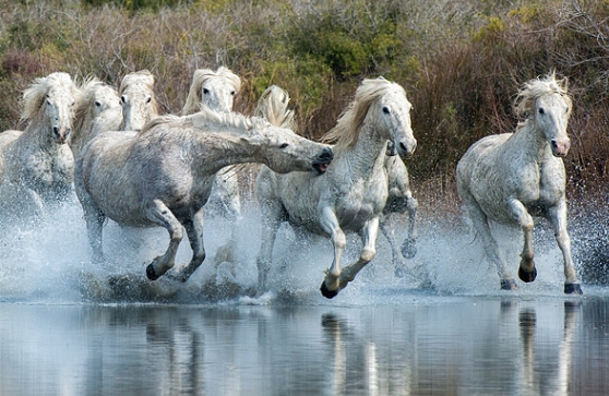 Камаргская лошадь