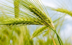 колос пшеницы