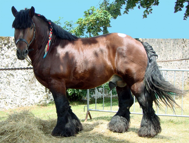 Арденская лошадь