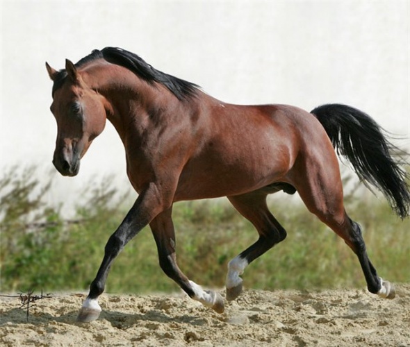 Чистокровная верховая порода коней