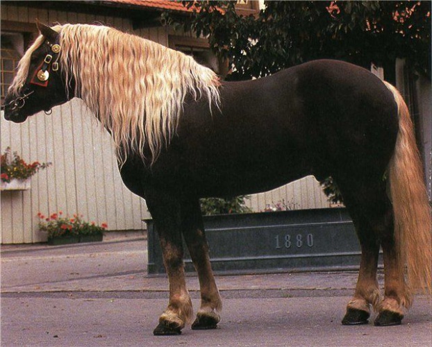 Пинцгауская лошадь
