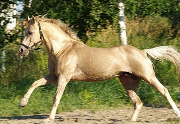 Кински лошадь