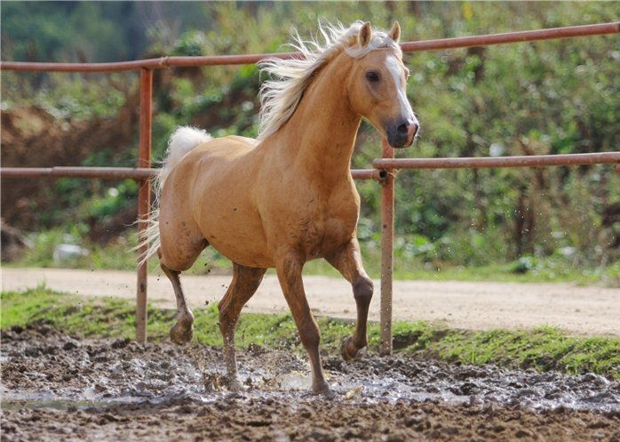 Азербайджанская лошадь