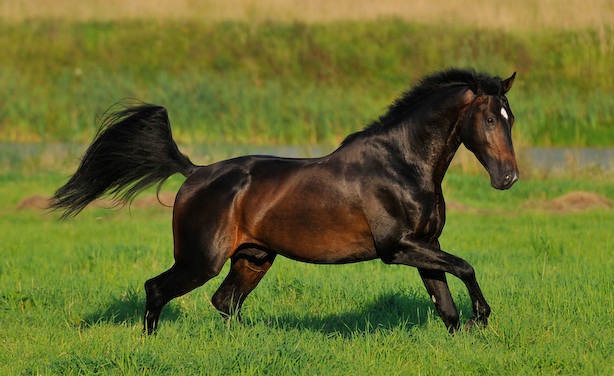 Голштинская лошадь