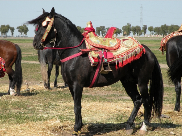 Берберийская лошадь