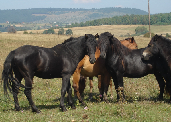 боснийский пони