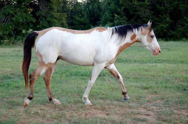 Локайская лошадь