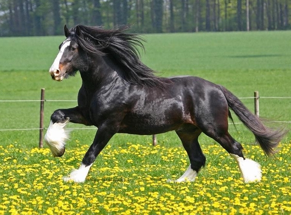 Шайрская лошадь