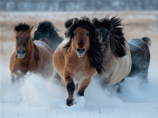 якутская порода лошадей