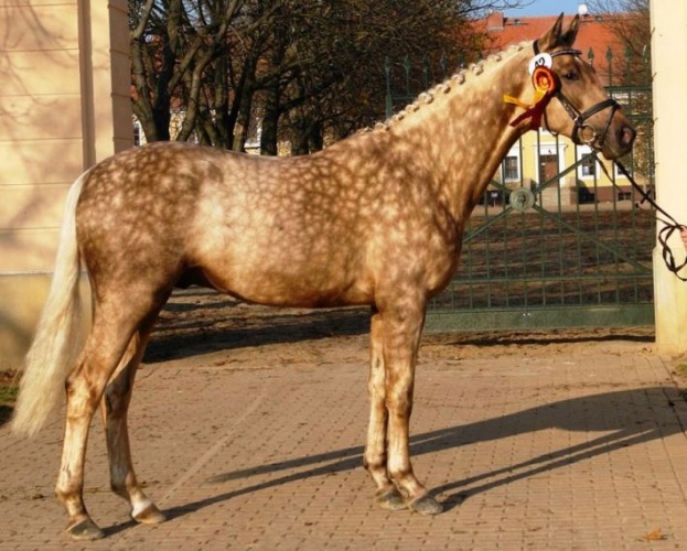 Бранденбургская лошадь
