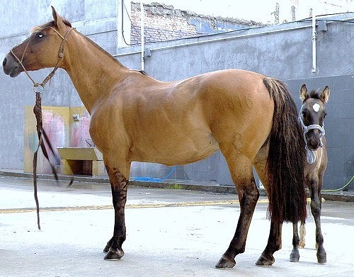 Креольская лошадь