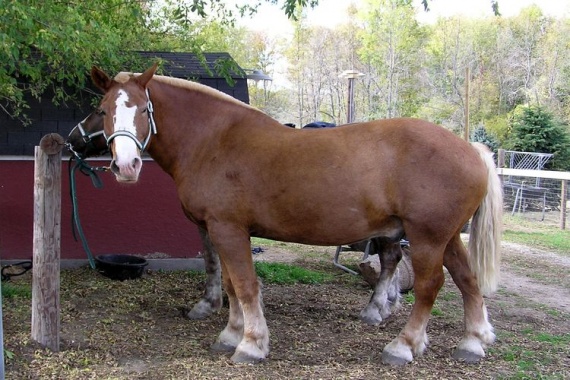 Крестьянская лошадь