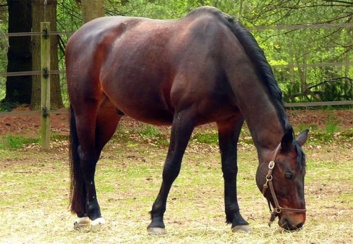 Датская полукровная лошадь