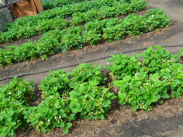 Как выращивать клубнику на приусадебном участке?