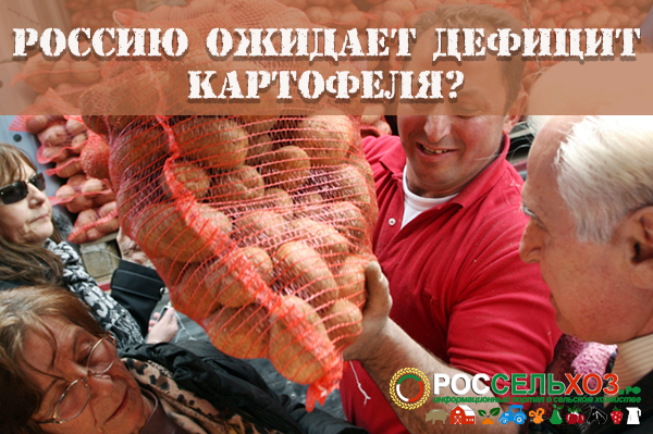 Дефицит картофеля в России