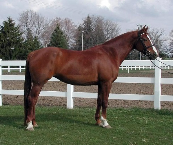 Малопольская лошадь