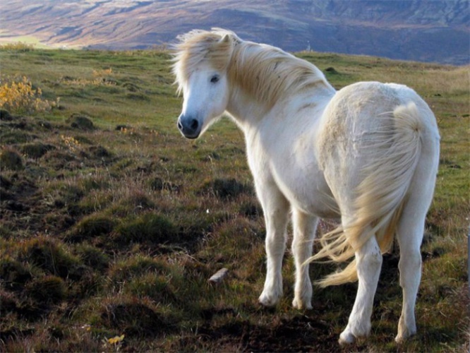 Исландская лошадь