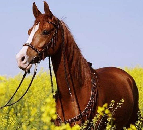 Киргизская лошадь