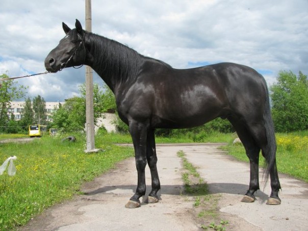 Ацтекская лошадь